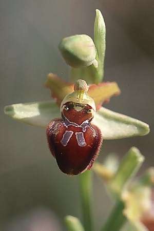 Ophrys argentaria \ Monte-Argentario-Ragwurz / Monte Argentario Orchid, I  Toscana, Capalbio 27.4.2003 