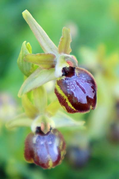 [click] Ophrys argentaria, I   Rom  / Rome 8.4.2021 (Photo: Enzo Lanza)