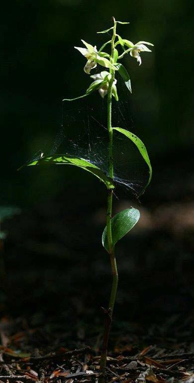 Epipactis aspromontana \ Aspromonte-Ständelwurz / Aspromonte Helleborine, I  Kalabrien/Calabria Aspromonte, Gambarie 9.7.2000 (Photo: Helmut Presser)