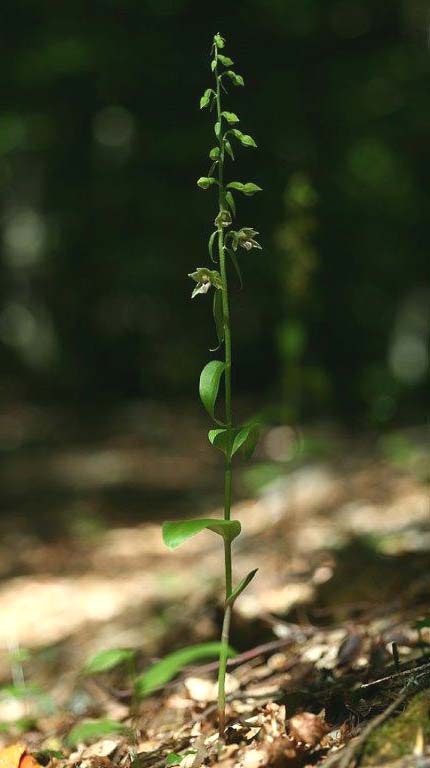 Epipactis aspromontana \ Aspromonte-Ständelwurz / Aspromonte Helleborine, I  Kalabrien/Calabria Aspromonte, Gambarie 9.7.2000 (Photo: Helmut Presser)
