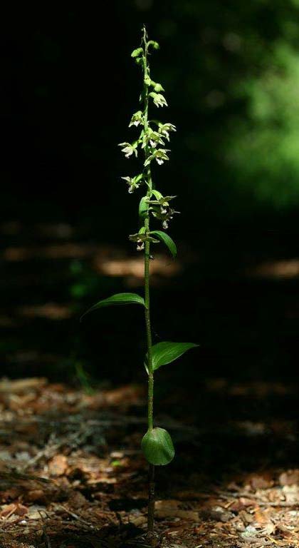 Epipactis aspromontana \ Aspromonte-Ständelwurz / Aspromonte Helleborine, I  Kalabrien/Calabria Aspromonte, Gambarie 9.7.2000 (Photo: Helmut Presser)