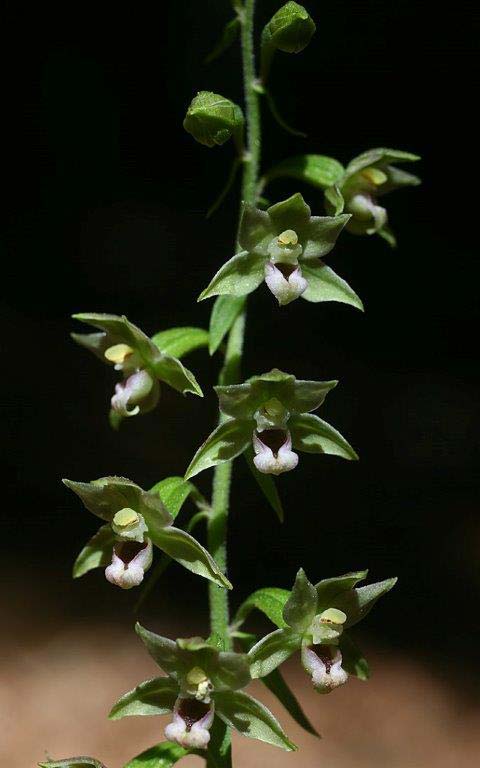 Epipactis aspromontana \ Aspromonte-Ständelwurz / Aspromonte Helleborine, I  Kalabrien/Calabria Aspromonte, Gambarie 9.7.2000 (Photo: Helmut Presser)