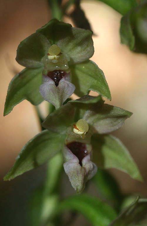 Epipactis aspromontana \ Aspromonte-Ständelwurz / Aspromonte Helleborine, I  Kalabrien/Calabria Aspromonte, Gambarie 9.7.2000 (Photo: Helmut Presser)