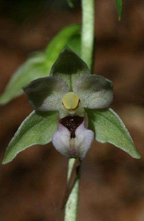 Epipactis aspromontana \ Aspromonte-Ständelwurz / Aspromonte Helleborine, I  Kalabrien/Calabria Aspromonte, Gambarie 9.7.2000 (Photo: Helmut Presser)
