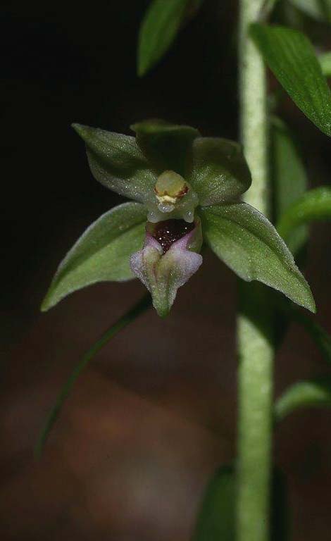 Epipactis aspromontana \ Aspromonte-Ständelwurz / Aspromonte Helleborine, I  Kalabrien/Calabria Aspromonte, Gambarie 9.7.2000 (Photo: Helmut Presser)