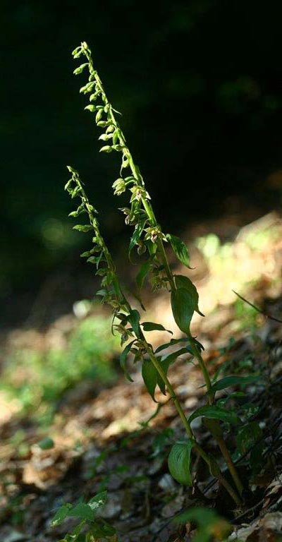 Epipactis aspromontana \ Aspromonte-Ständelwurz / Aspromonte Helleborine, I  Kalabrien/Calabria Aspromonte, Gambarie 9.7.2000 (Photo: Helmut Presser)