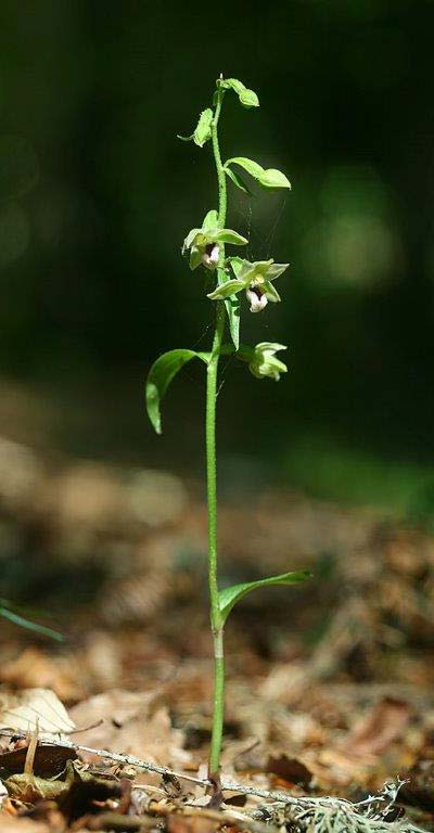 Epipactis aspromontana \ Aspromonte-Ständelwurz / Aspromonte Helleborine, I  Kalabrien/Calabria Aspromonte, Gambarie 9.7.2000 (Photo: Helmut Presser)