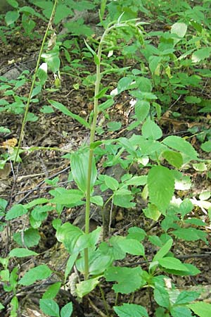 Epipactis autumnalis \ Herbst-Ständelwurz, I  Vicenza 17.7.2010 