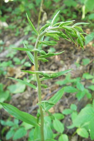 Epipactis autumnalis \ Herbst-Ständelwurz, I  Vicenza 17.7.2010 