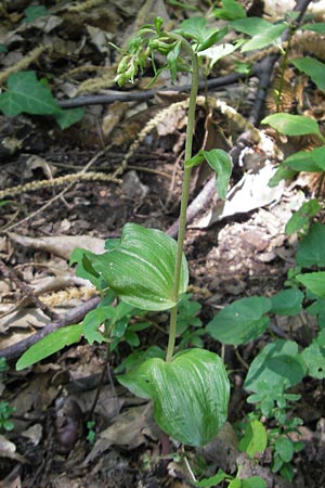 Epipactis autumnalis \ Herbst-Ständelwurz, I  Vicenza 17.7.2010 