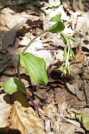 Epipactis autumnalis \ Herbst-Ständelwurz, I  Vicenza 17.7.2010 