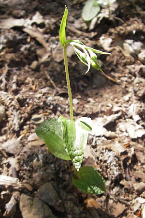 Epipactis autumnalis \ Herbst-Ständelwurz, I  Vicenza 17.7.2010 