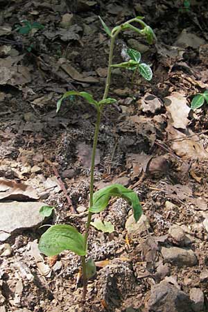 Epipactis autumnalis \ Herbst-Ständelwurz, I  Vicenza 17.7.2010 