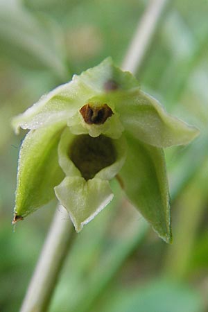 Epipactis autumnalis \ Herbst-Ständelwurz, I  Vicenza 29.7.2010 
