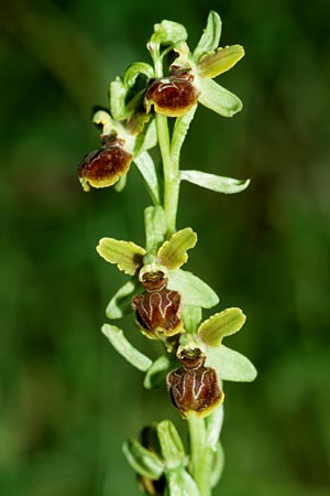 Ophrys ausonia \ Monti-Ausoni-Ragwurz, I  Monti Lepini 2.6.2002 