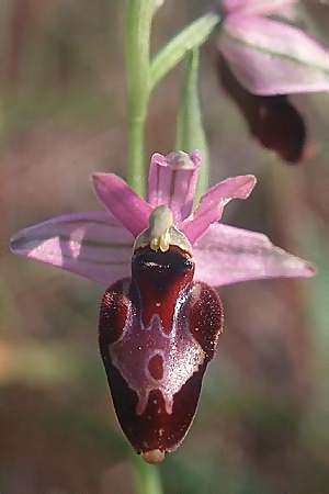 Ophrys apulica x bertolonii, I   Ceglie Messapica 24.4.2003 