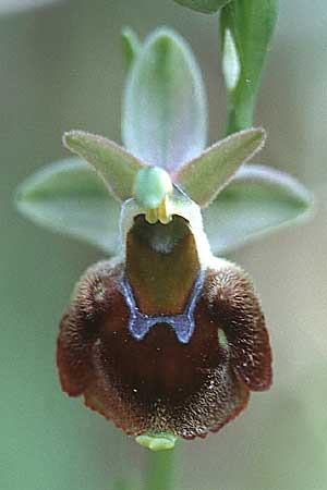 Ophrys argentaria x crabronifera, I   Monte Argentario 13.4.2000 