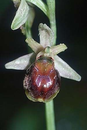 Ophrys argentaria x crabronifera, I   Marina di Castagneto-Doronatico 21.4.2003 