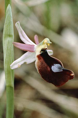Ophrys benacensis / Lake Garda Bee Orchid, I  Lago del Benaco, Sasso 7.5.1986 