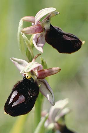 Ophrys benacensis / Lake Garda Bee Orchid, I  Lago del Benaco, Limone 9.5.1986 