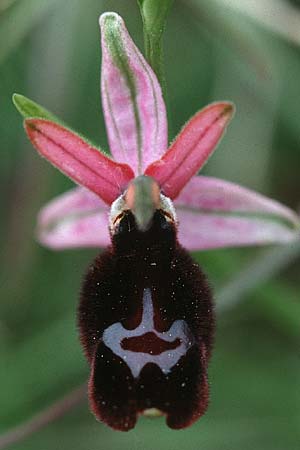Ophrys benacensis / Lake Garda Bee Orchid, I  Lago del Benaco, Torri del Benaco 18.5.1996 