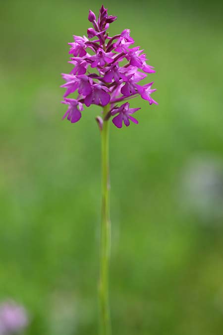 Anacamptis berica \ Frühe Pyramidenorchis, I  Promontorio del Gargano 15.4.2019 (Photo: Helmut Presser)