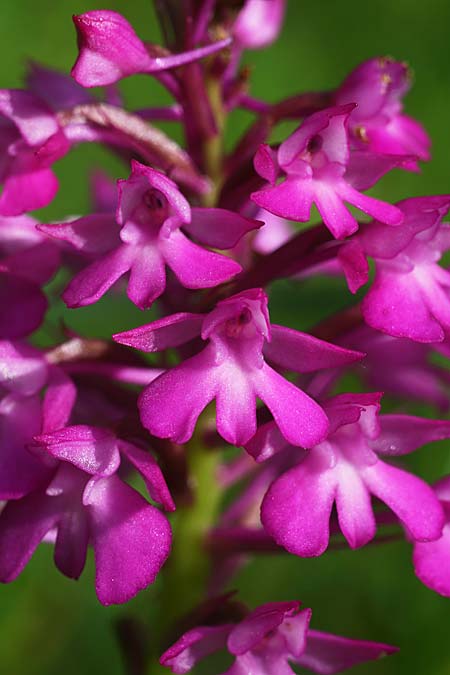 Anacamptis berica \ Frühe Pyramidenorchis, I  Promontorio del Gargano 15.4.2019 (Photo: Helmut Presser)