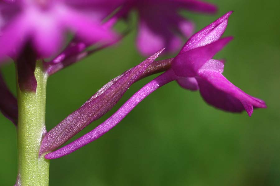 Anacamptis berica \ Frühe Pyramidenorchis, I  Promontorio del Gargano 15.4.2019 (Photo: Helmut Presser)