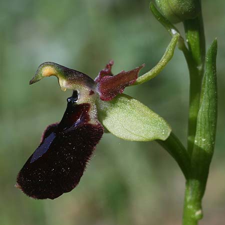 Ophrys bertolonii x gravinensis, I   Apulien/Puglia, Gravina 25.4.2019 (Photo: Helmut Presser)