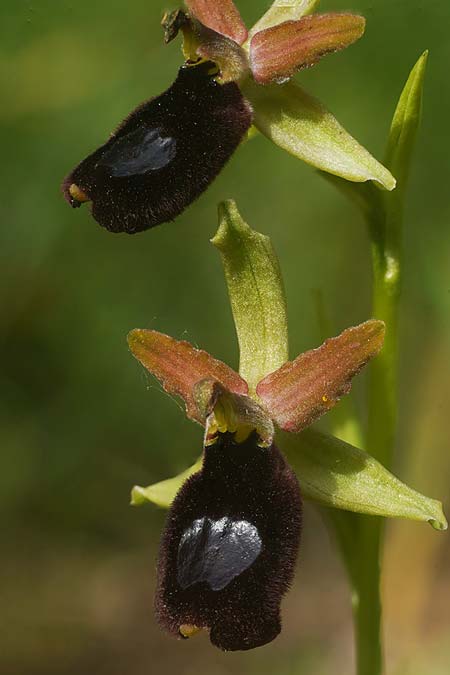 Ophrys bertolonii x bertoloniiformis, I   Promontorio del Gargano, San Giovanni Rotondo 4.5.2026 (Photo: Helmut Presser)