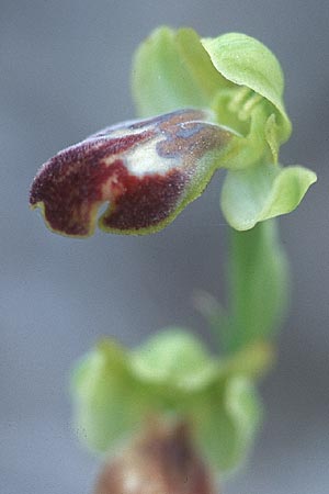 Ophrys bilunulata / Double-Crescent Bee Orchid, I  Promontorio del Gargano, Mattinata 9.4.1998 