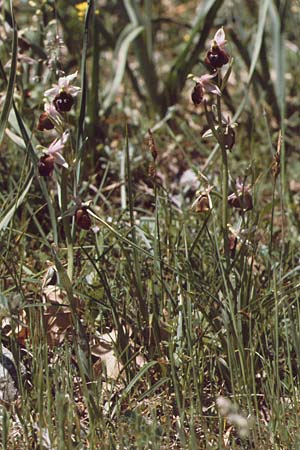 Ophrys biscutella \ Brillen-Ragwurz / Shield Orchid, I  Promontorio del Gargano, Mattinata 30.4.1985 