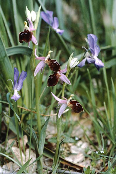 Ophrys biscutella \ Brillen-Ragwurz / Shield Orchid, I  Promontorio del Gargano, Mattinata 30.4.1985 
