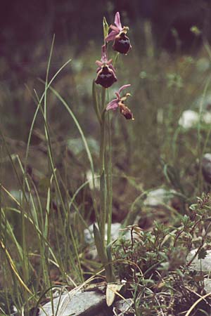 Ophrys biscutella \ Brillen-Ragwurz / Shield Orchid, I  Promontorio del Gargano, Monte S. Angelo 12.5.1989 