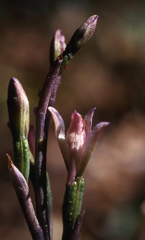 Limodorum brulloi \ Brullos Dingel, I  Kalabrien Aspromonte, Gambarie 9.7.2000 (Photo: Helmut Presser)