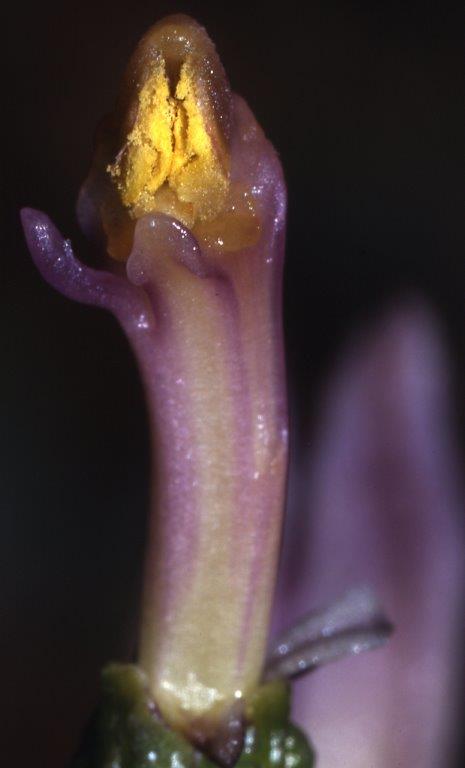 Limodorum brulloi \ Brullos Dingel, I  Kalabrien Aspromonte, Gambarie 9.7.2000 (Photo: Helmut Presser)