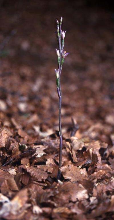Limodorum brulloi \ Brullos Dingel, I  Kalabrien Aspromonte, Gambarie 9.7.2000 (Photo: Helmut Presser)
