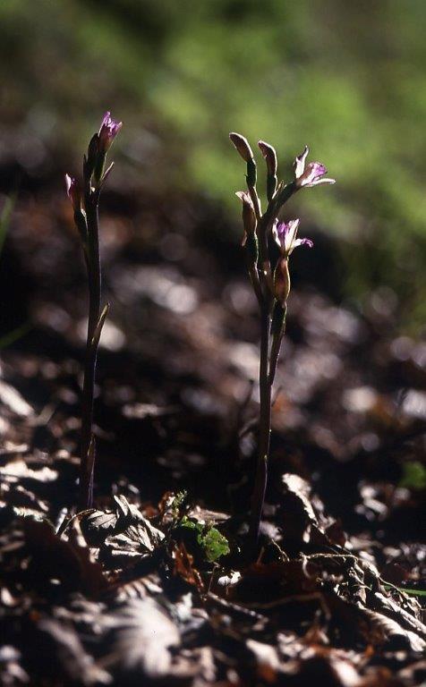 Limodorum brulloi \ Brullos Dingel, I  Kalabrien Aspromonte, Gambarie 9.7.2000 (Photo: Helmut Presser)