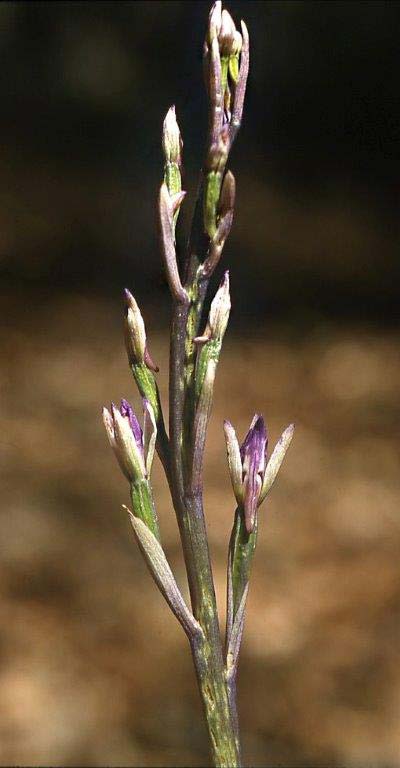 Limodorum brulloi \ Brullos Dingel, I  Kalabrien Aspromonte, Gambarie 9.7.2000 (Photo: Helmut Presser)