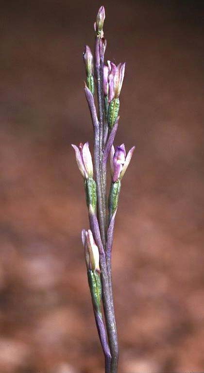 Limodorum brulloi \ Brullos Dingel, I  Kalabrien Aspromonte, Gambarie 9.7.2000 (Photo: Helmut Presser)