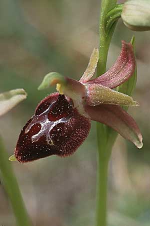 Ophrys bertoloniiformis x garganica subsp. garganica, I   Promontorio del Gargano, Monte S.Angelo 11.4.1998 