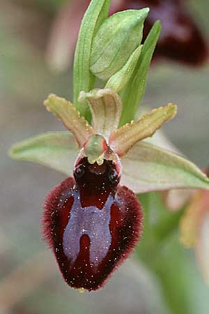 Ophrys bertoloniiformis x garganica subsp. garganica, I   Promontorio del Gargano, Monte S.Angelo 11.4.1998 
