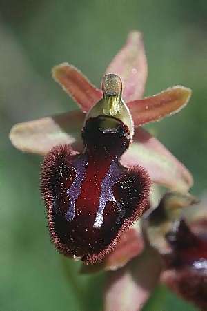Ophrys bertolonii x incubacea, I   Majella, Passo San Leonardo 8.6.2002 