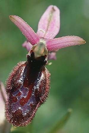 Ophrys bertolonii x incubacea, I   Majella, Passo San Leonardo 8.6.2002 