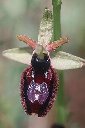 Ophrys bertolonii x incubacea, I   Ostuni 24.4.2003 