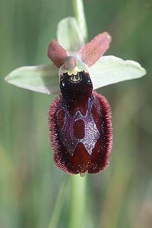 Ophrys bertolonii x tarentina, I   Apulien/Puglia, Martina Franca 23.4.2003 