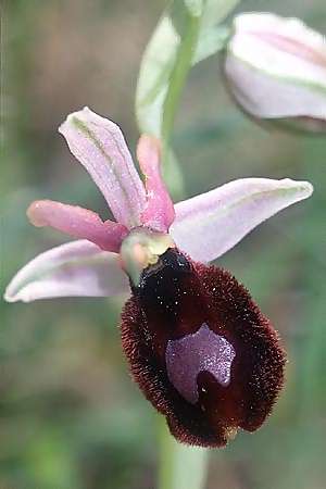 Ophrys bertolonii x tarentina, I   Apulien/Puglia, Martina Franca 23.4.2003 