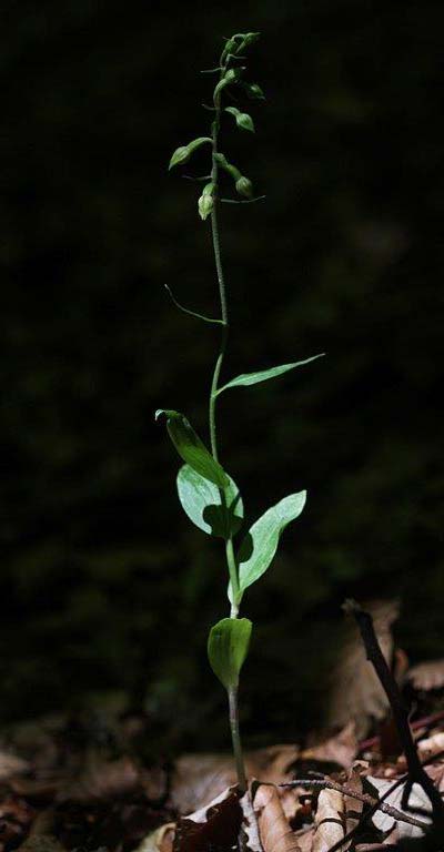 Epipactis calabrica \ Kalabrische Ständelwurz / Calabrian Helleborine (Locus classicus), I  Serra San Bruno, Ferdinandea 8.8.2013 (Photo: Helmut Presser)