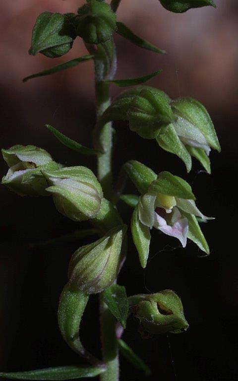 Epipactis calabrica \ Kalabrische Ständelwurz / Calabrian Helleborine (Locus classicus), I  Serra San Bruno, Ferdinandea 8.8.2013 (Photo: Helmut Presser)