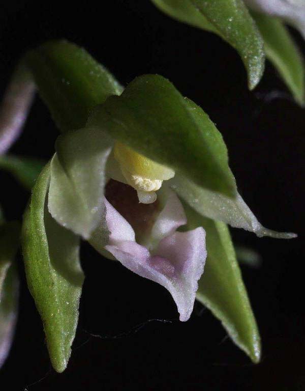 Epipactis calabrica \ Kalabrische Ständelwurz / Calabrian Helleborine (Locus classicus), I  Serra San Bruno, Ferdinandea 8.8.2013 (Photo: Helmut Presser)